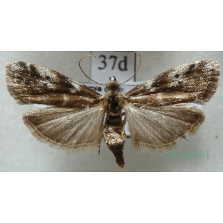 Assara terebrella (Zincken, 1818) Czech37d
